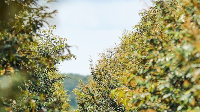 Thị trường carbon: Công cụ chuyển đổi mô hình tăng trưởng phát thải thấp