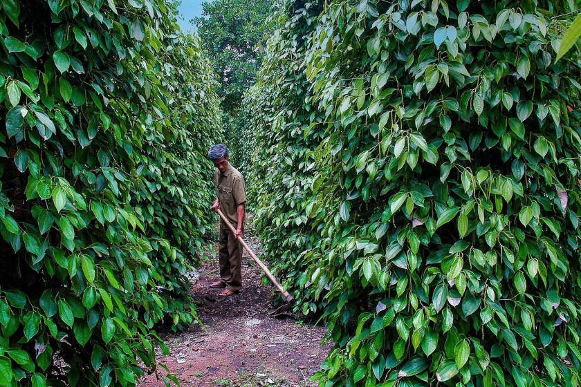 Giá tiêu hôm nay 12/12: Phục hồi lên 150.000 đồng/kg, nguồn cung tiếp tục thu hẹp Giá tiêu hôm nay 12/12: Phục hồi lên 150.000 đồng/kg, nguồn cung tiếp tục thu hẹp