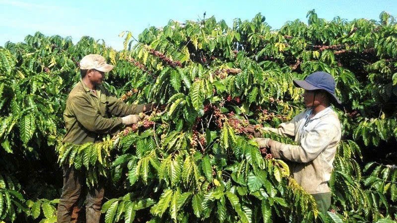 Giá cà phê hôm nay 19/12: Áp lực nguồn cung kéo giá nội địa chạm đáy