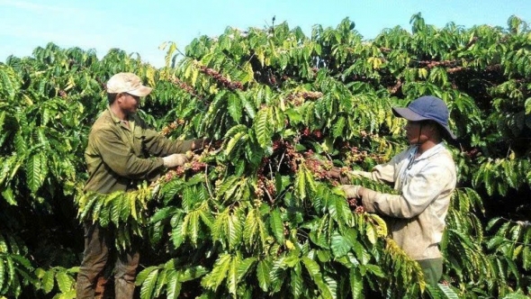 Giá cà phê hôm nay 19/12: Áp lực nguồn cung kéo giá nội địa chạm đáy