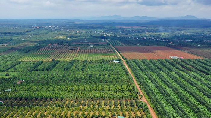 Đề án vùng nguyên liệu giúp địa phương xác định cây trồng chủ lực