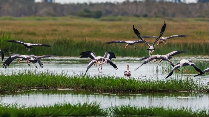 Nguyên tắc bảo vệ loài nguy cấp, quý hiếm