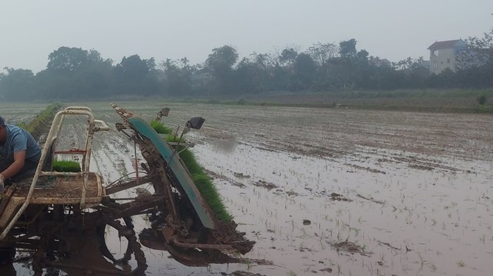 Chạy đua gieo cấy lúa trước Tết