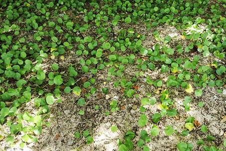 Một thời rau má