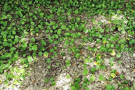 Một thời rau má