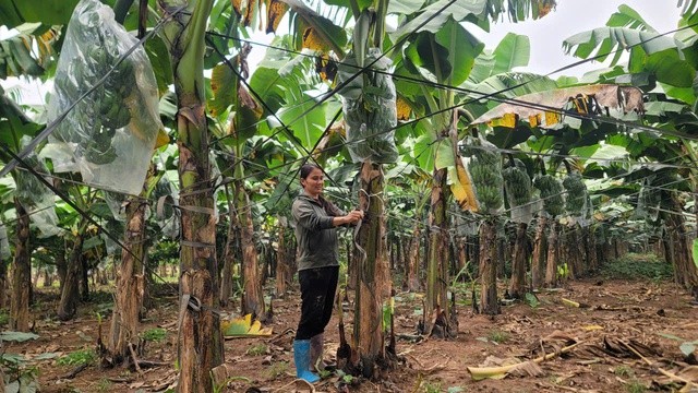 Xuân trên vùng đất bãi: Khi nông nghiệp hữu cơ đánh thức mùa vàng xã đảo