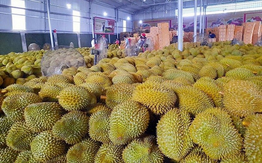 Giá nông sản hôm nay 5/3: Cà phê và hồ tiêu đồng loạt giảm, sầu riêng neo cao, lúa gạo ổn định