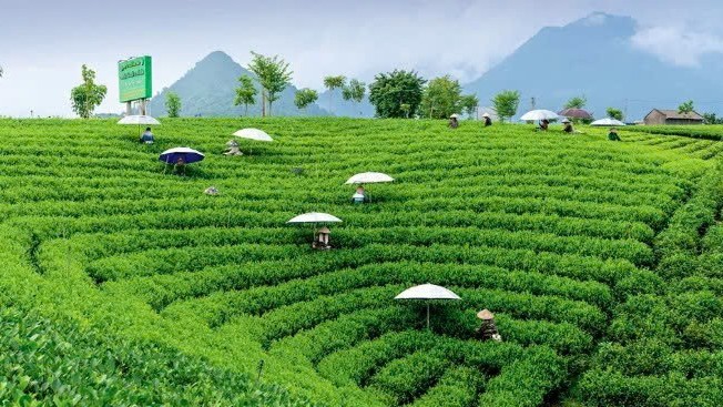 Thái Nguyên: Xanh hóa chuỗi giá trị nông sản