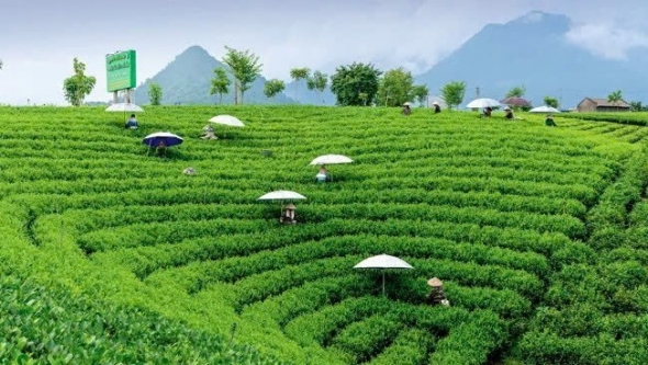 Thái Nguyên: Xanh hóa chuỗi giá trị nông sản