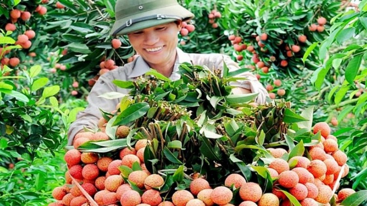 Đổi mới công nghệ bảo quản giúp giảm chi phí xuất khẩu nông sản