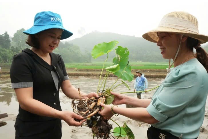 Lào Cai: Trấn Yên khảo nghiệm các giống sen mới