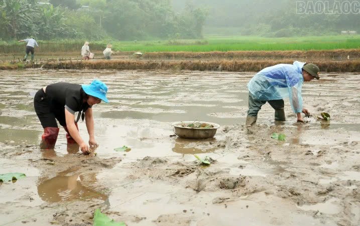 Lào Cai: Trấn Yên khảo nghiệm các giống sen mới