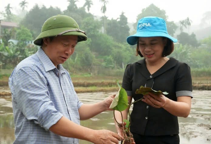 Lào Cai: Trấn Yên khảo nghiệm các giống sen mới