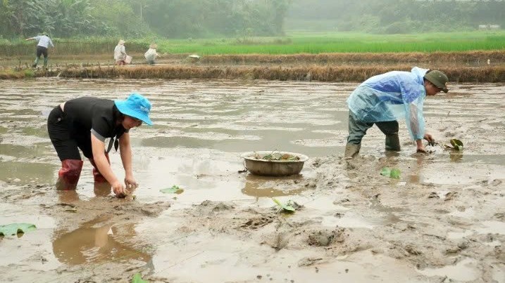 Lào Cai: Trấn Yên khảo nghiệm các giống sen mới