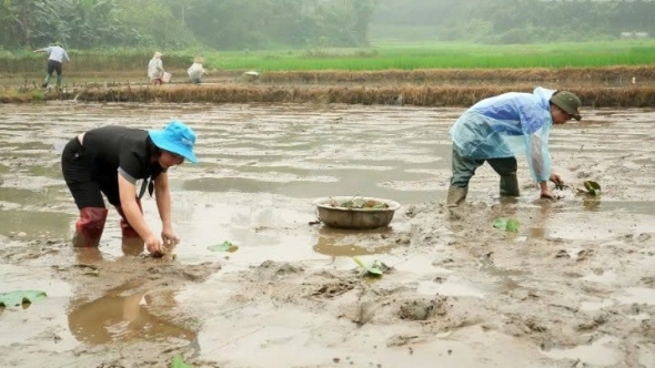 Lào Cai: Trấn Yên khảo nghiệm các giống sen mới