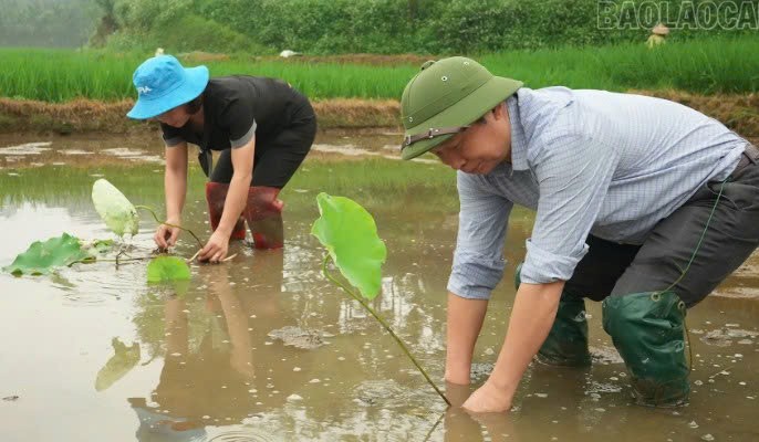 Lào Cai: Trấn Yên khảo nghiệm các giống sen mới