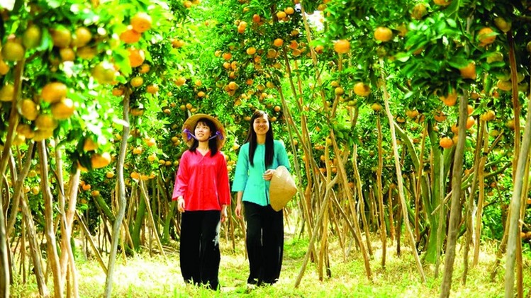 Tây Ninh: Khơi dậy tiềm năng du lịch nông nghiệp, nông thôn
