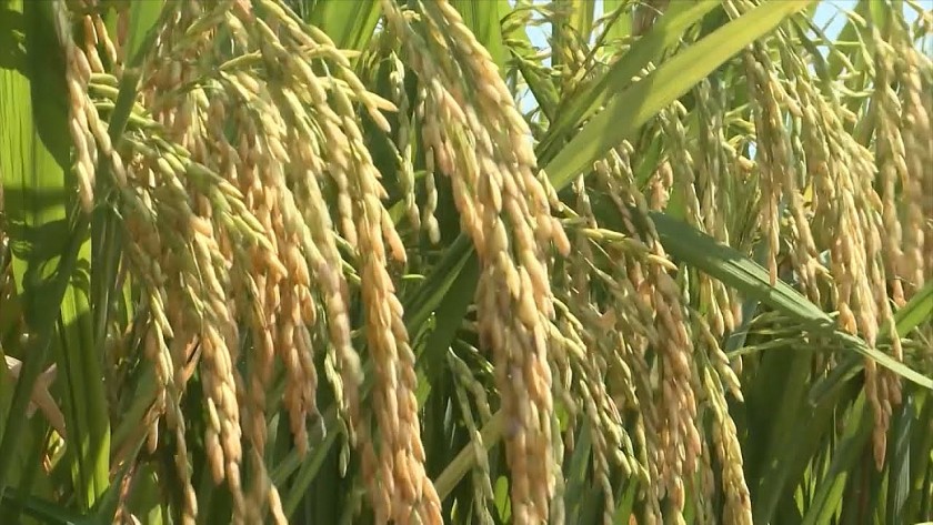 Giá nông sản hôm nay 6/4: Cà phê xuống dưới 90.000 đồng/kg, hồ tiêu giảm sâu, lúa gạo ổn định