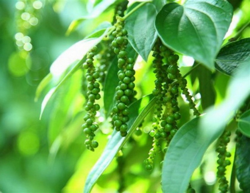 Giá nông sản hôm nay 15/4: Cà phê Robusta và hồ tiêu tăng vọt, giá gạo xuất khẩu bứt phá