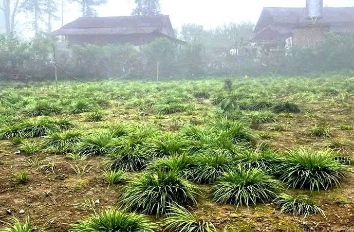 Lào Cai: Lùng Phình: Cây thắng cố mở ra hướng đi mới