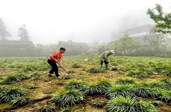 Lào Cai: Lùng Phình: Cây thắng cố mở ra hướng đi mới