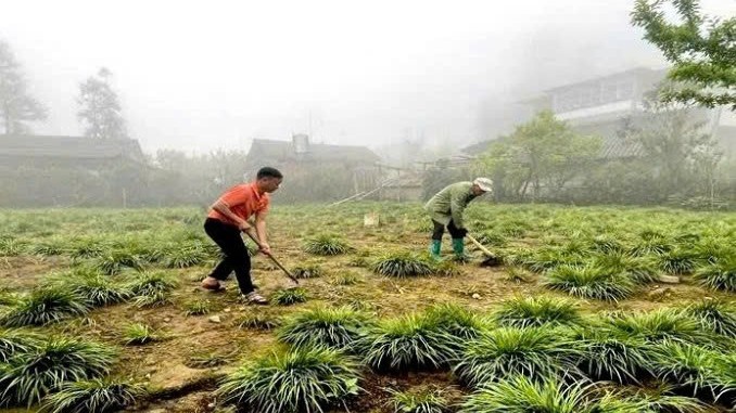 Lào Cai: Lùng Phình: Cây thắng cố mở ra hướng đi mới