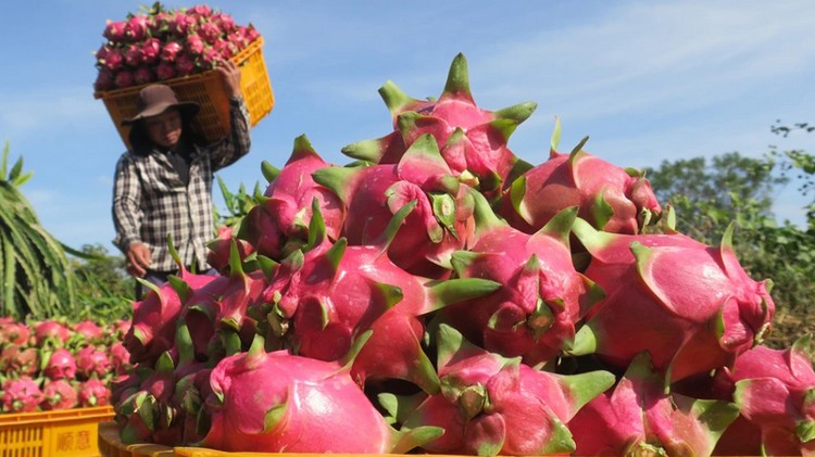 Lâm Đồng: Nâng tầm giá trị nông sản địa phương
