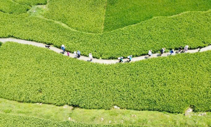 Lào Cai: Nâng cao trách nhiệm cộng đồng xây dựng Tả Van sạch - hạnh phúc