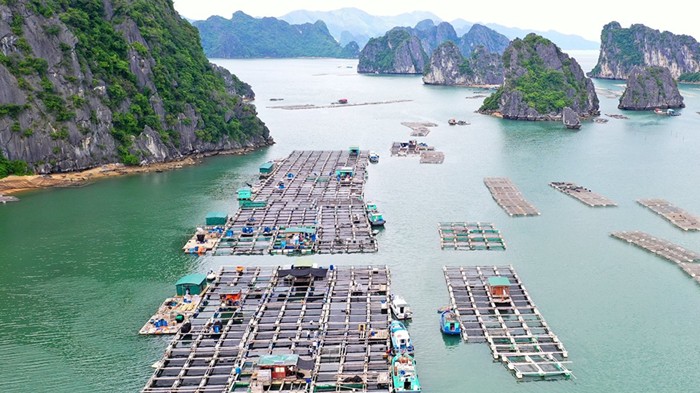 Tái cơ cấu thủy sản theo hướng hiện đại, bền vững từ xác định đối tượng chủ lực