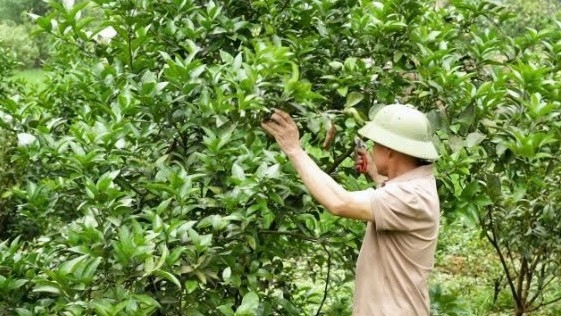 Lào Cai: Nghĩa Tâm triển khai Nghị quyết 21 bảo đảm đúng đối tượng, phù hợp thực tiễn