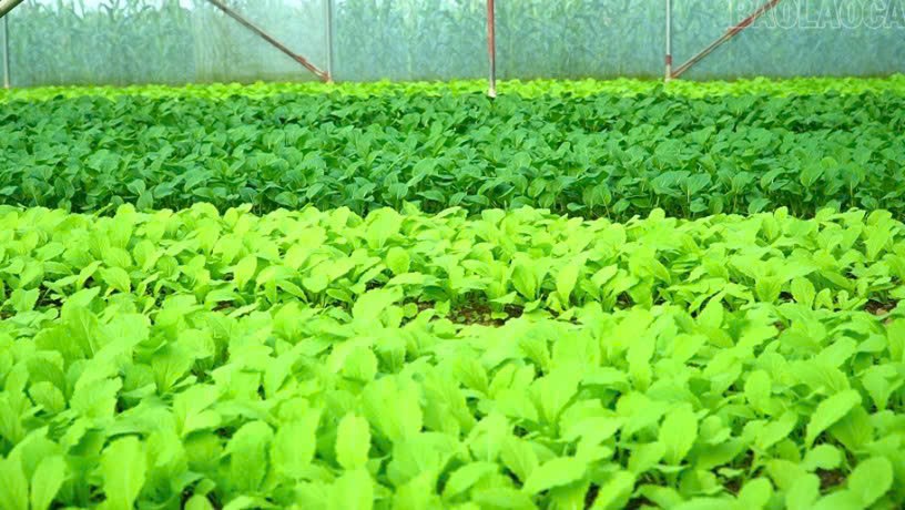 Lào Cai: Phát triển mô hình trồng rau hữu cơ vì sức khỏe cộng đồng