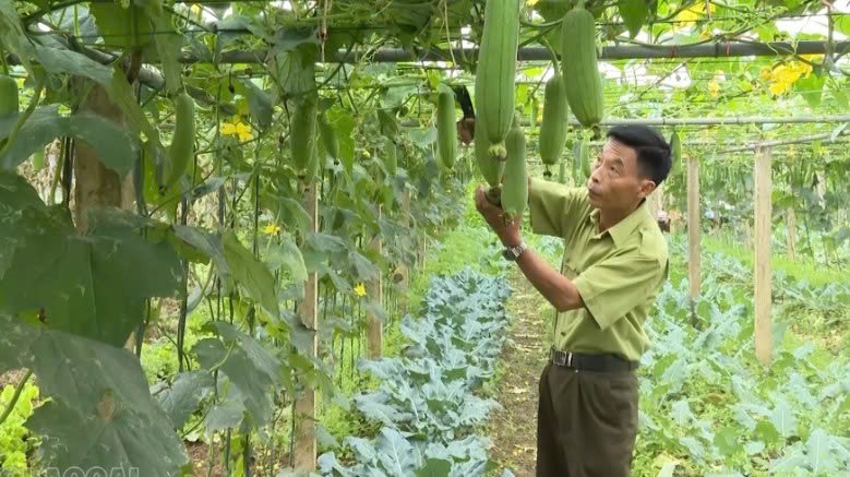 Lào Cai: Phát triển mô hình trồng rau hữu cơ vì sức khỏe cộng đồng