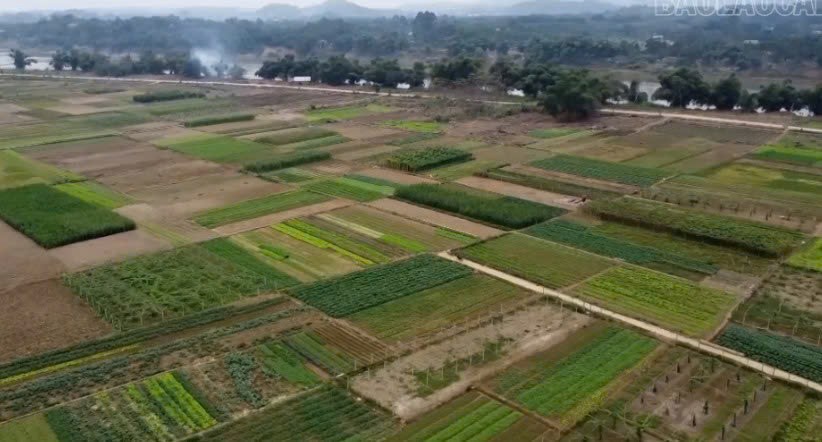 Lào Cai: Phát triển mô hình trồng rau hữu cơ vì sức khỏe cộng đồng