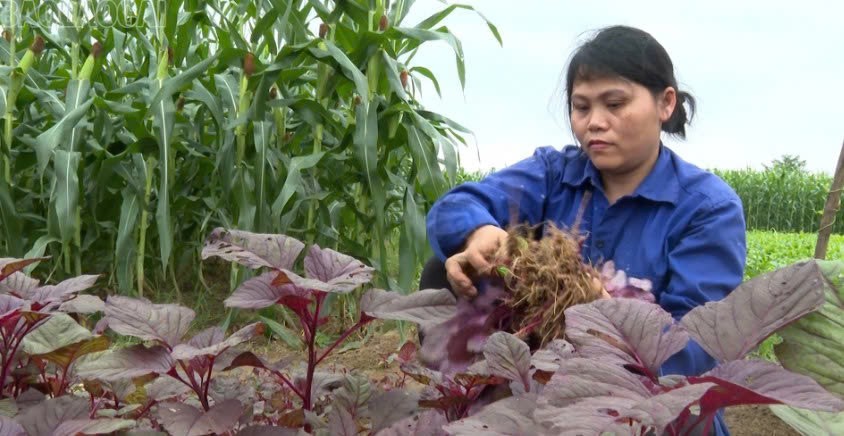 Lào Cai: Phát triển mô hình trồng rau hữu cơ vì sức khỏe cộng đồng