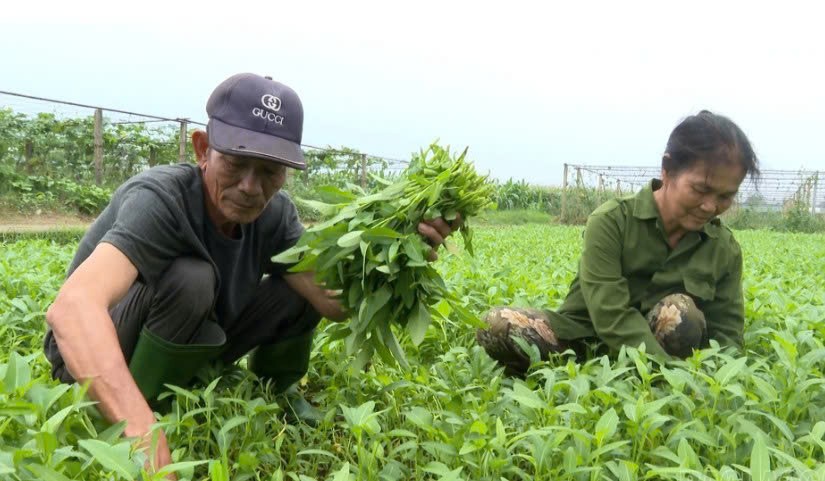 Lào Cai: Phát triển mô hình trồng rau hữu cơ vì sức khỏe cộng đồng