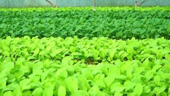 Lào Cai: Phát triển mô hình trồng rau hữu cơ vì sức khỏe cộng đồng