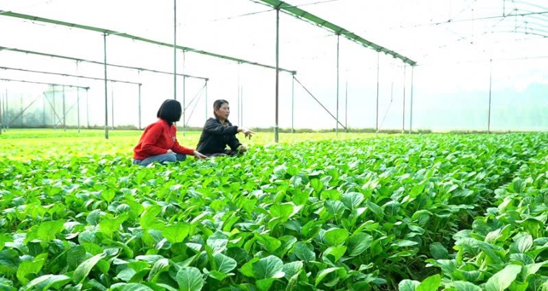 Lào Cai: Phát triển mô hình trồng rau hữu cơ vì sức khỏe cộng đồng