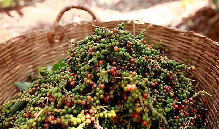 Giá nông sản hôm nay 4/5: Cà phê giảm mạnh, hồ tiêu neo cao, lúa gạo ổn định