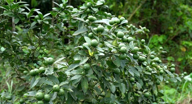 Lào Cai: Lương Thịnh đẩy mạnh chuyển đổi cây trồng gắn với sản xuất hàng hóa