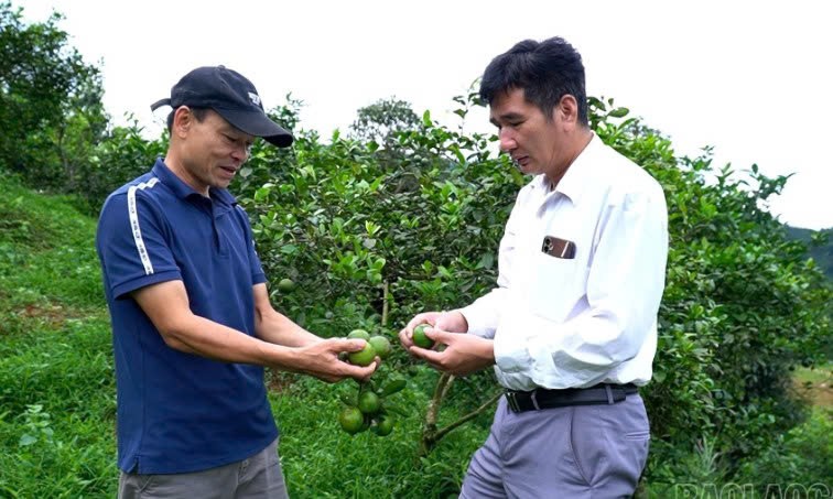 Lào Cai: Lương Thịnh đẩy mạnh chuyển đổi cây trồng gắn với sản xuất hàng hóa