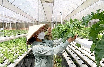 Vai trò của hợp tác xã trong nền kinh tế thị trường định hướng xã hội chủ nghĩa ở Việt Nam hiện nay