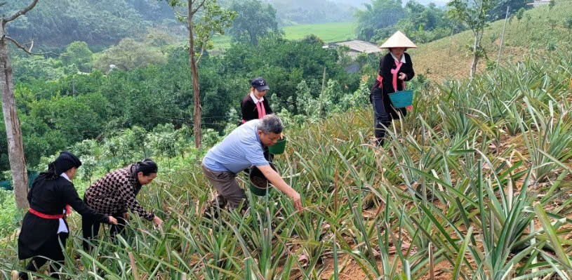 Lào Cai: Trịnh Tường ra mắt mô hình “Trồng dứa sạch, an toàn” tại thôn Bản Trang