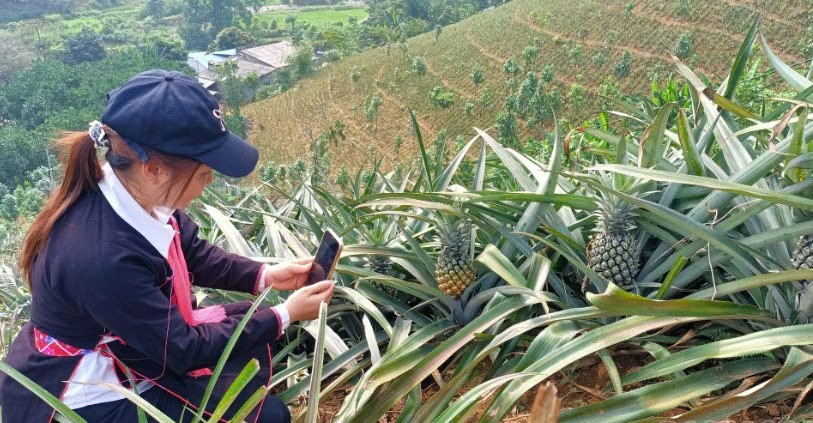 Lào Cai: Trịnh Tường ra mắt mô hình “Trồng dứa sạch, an toàn” tại thôn Bản Trang