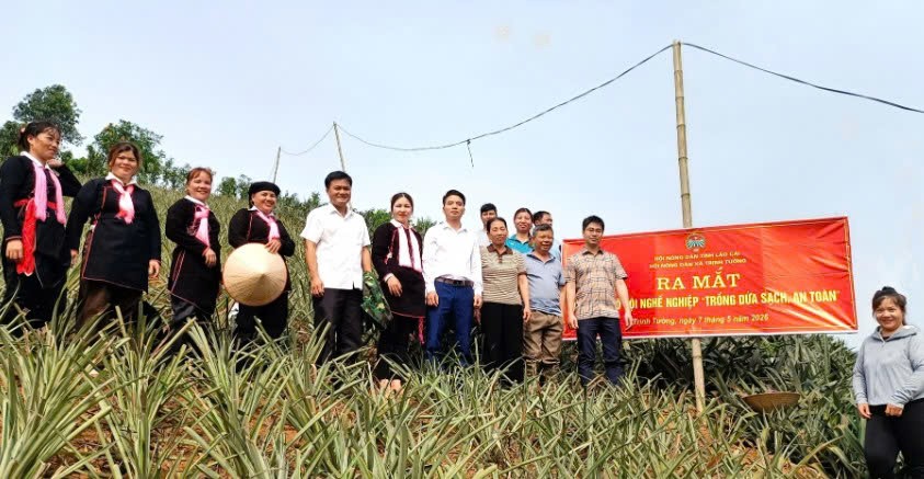 Lào Cai: Trịnh Tường ra mắt mô hình “Trồng dứa sạch, an toàn” tại thôn Bản Trang