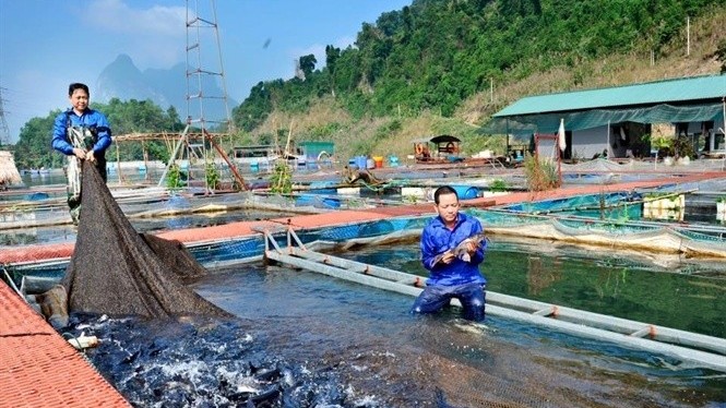Tạo sinh kế bền vững từ khai thác lòng các hồ chứa