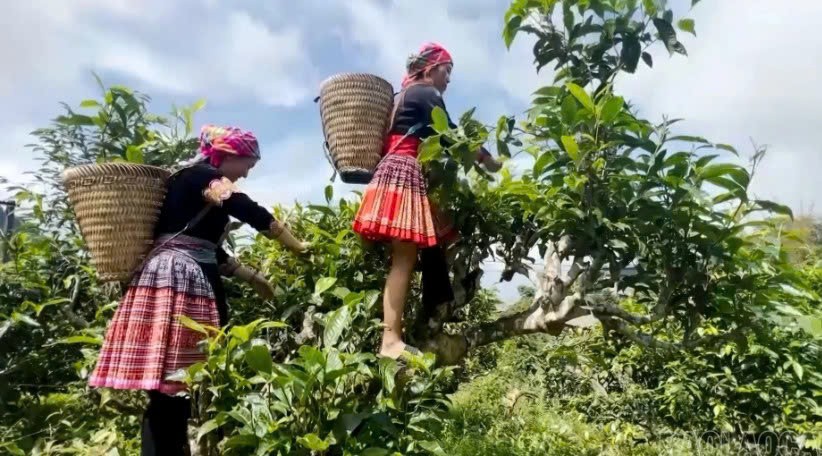 Lào Cai: Kể chuyện quê hương trên không gian số