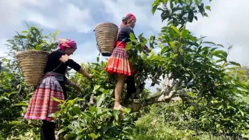 Lào Cai: Kể chuyện quê hương trên không gian số