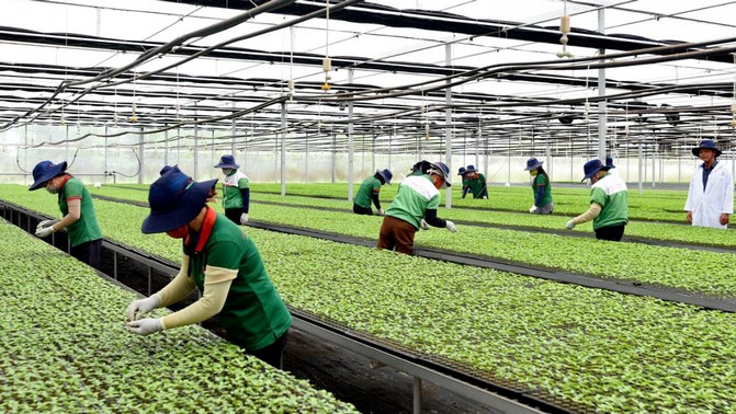Mở rộng diện tích canh tác nông nghiệp hữu cơ