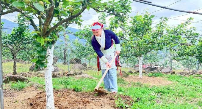 Lào Cai: Mường Hum nâng cao giá trị cây lê