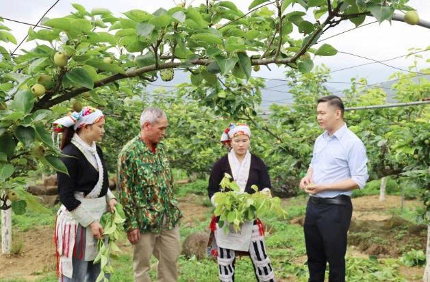 Lào Cai: Mường Hum nâng cao giá trị cây lê